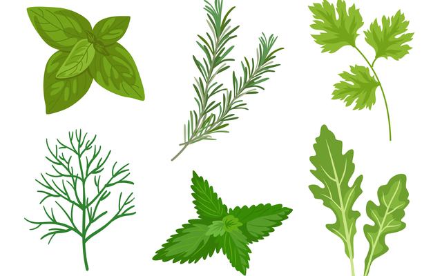 Banchetto erbe aromatiche maggio 2025