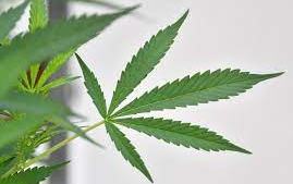 cannabis.jpg