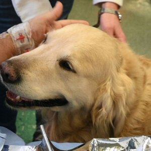 La Stampa Dopo un ictus il cane può fare la differenza - immagine 2