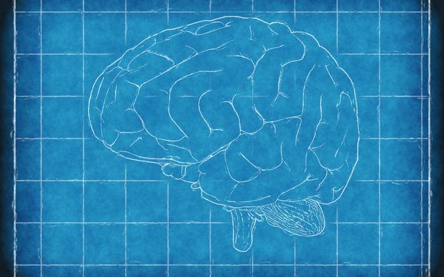 thedigitalartist-brain-1845941_1920